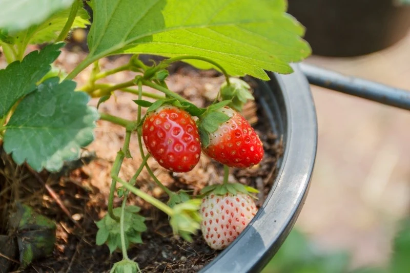 Przed zimą truskawki w donicach należy przenieść do chłodnego pomieszczenia lub zakopać w gruncie