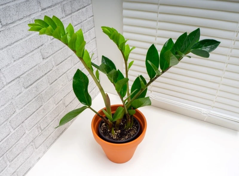 Zamiokulkas jest bardzo wytrzymały na niesprzyjające warunki