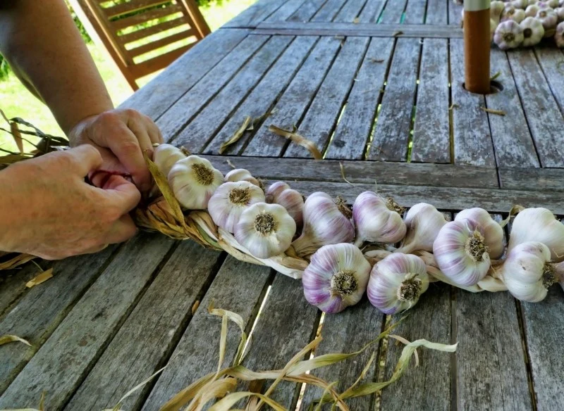Skuteczną metodą przechowywania czosnku jest wiązanie główek w warkocz