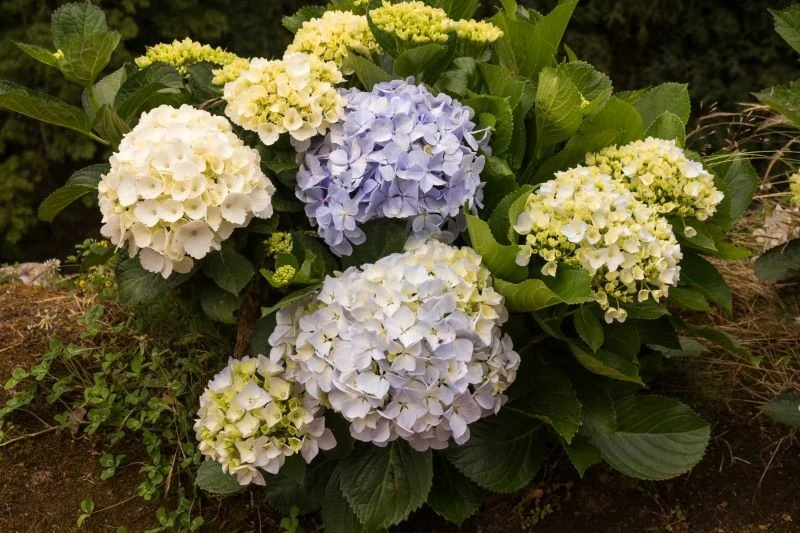 Jesienią posadźmy hortensje nie później niż w listopadzie