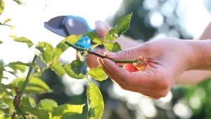 Jesienią róże możemy rozmnożyć zarówno zdrewniałe, zeszłoroczne pędy, jak i zielne pędy jednoroczne.