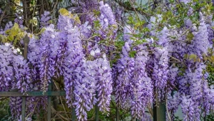 Wyjaśniamy, jak powinna wyglądać jesienna pielęgnacja glicynii.