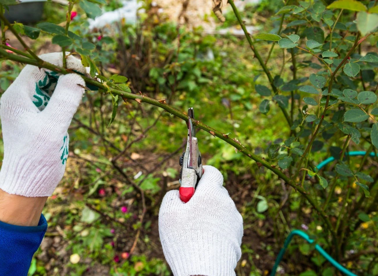 Po przycięciu róży do rozmnożenia trzeba pamiętać o usunięciu z niej liści