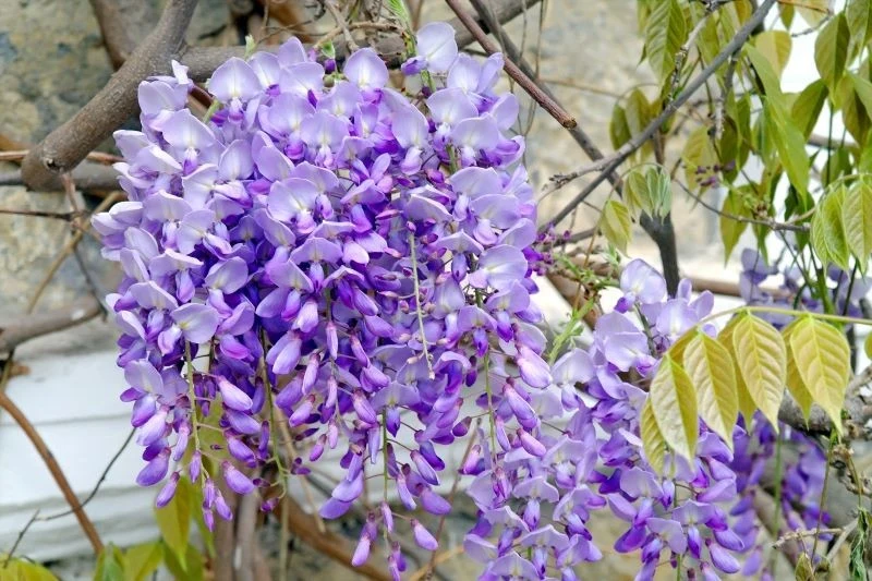Wisteria do kwitnienia potrzebuje słońca i systematycznego nawożenia