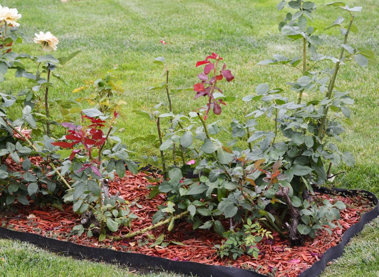 Rozmnażanie róż jest najprostszym i najskuteczniejszym sposobem pozyskania nowych sadzonek