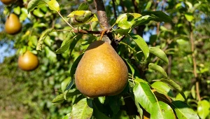 Gruszę można przyciąć jesienią, wystarczy tylko wiedzieć, jak to zrobić dobrze.