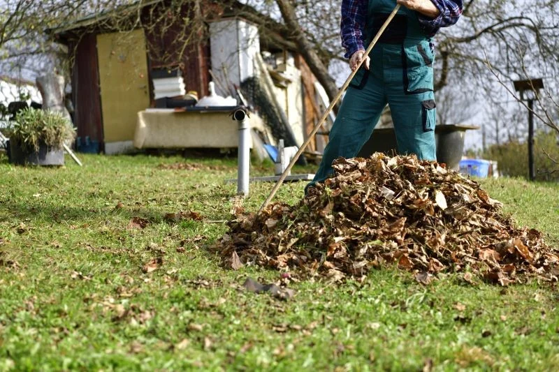 Opadłe liście są tanią i dobrą ściółką
