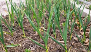 Ściółkowanie roślin igliwiem sosnowym. Dlaczego warto to robić, jakie rośliny zabezpieczać?