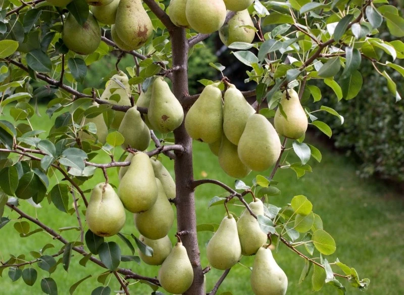 Prawidłowe cięcie gruszy wpływa na wielkość i jakość osiąganych plonów
