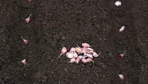 Wyjaśniamy, kiedy sadzić czosnek ozimy w ogrodzie.