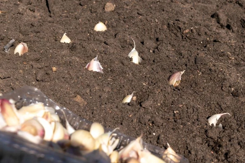 Czosnku nie sadzimy w podmokłej glebie