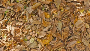 Jak wykorzystać liście orzecha włoskiego?