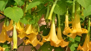 Datura nie znosi niskich temperatur, dlatego przed przymrozkami należy ją przenieść do pomieszczenia.