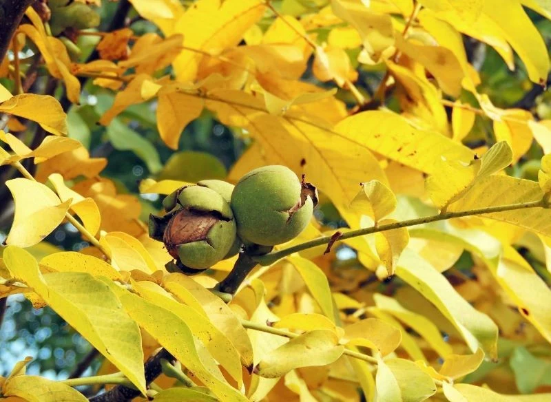 Opadłe liście orzecha włoskiego jesienią stanowią dla ogrodników większy problem niż te, które pochodzą z innych drzew