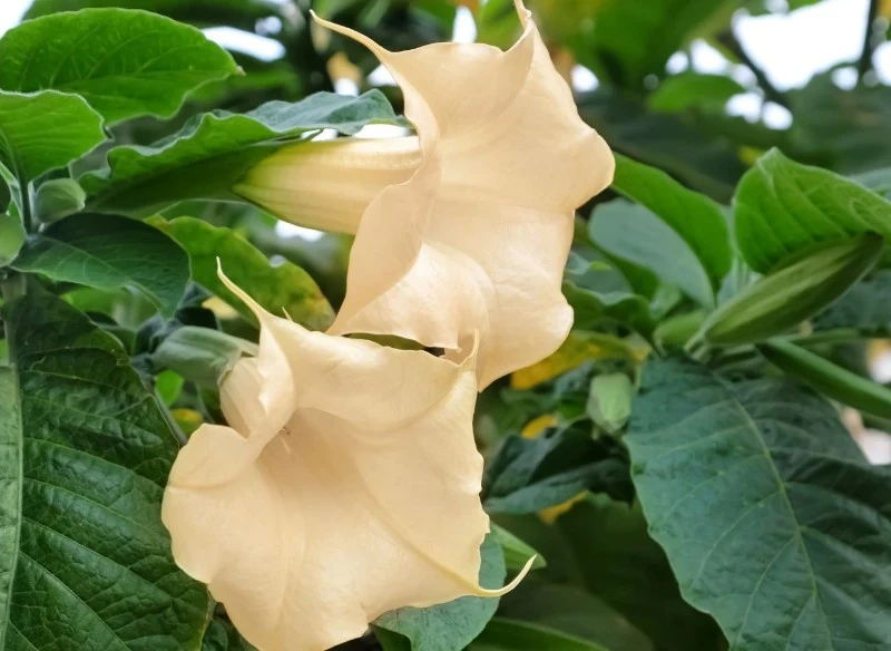 Przed przeniesieniem datury do pomieszczenia należy ją przyciąć