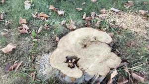 Produkt z kuchennej szafki pomoże usunąć pień po ściętym drzewie z ogrodu./Deccoria.pl