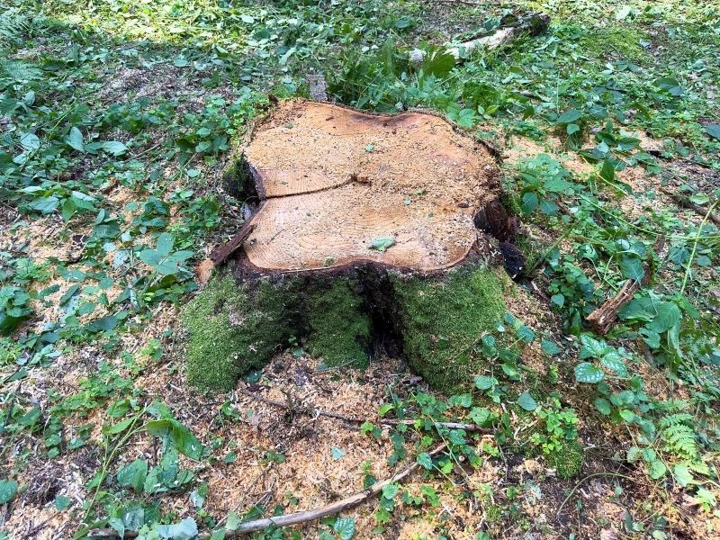 Naturalny rozkład pnia drzewa może trwać od kilku do nawet kilkunastu lat