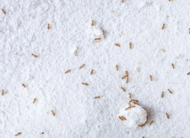 Gryzki żywią się różnymi produktami spożywczymi, takimi jak ryż, mąka, kasza czy płatki owsiane