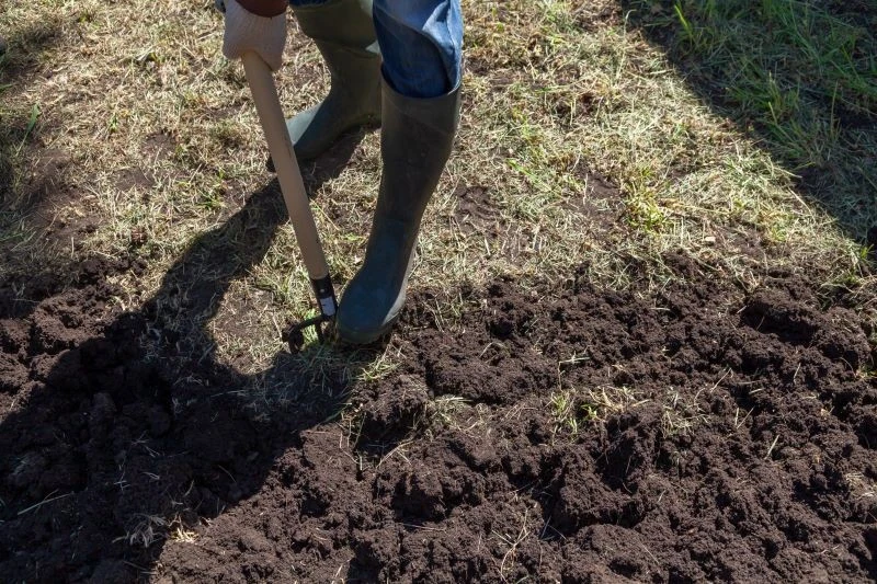 Nieprzetworzony obornik trzeba przekopać z glebą na głębokość szpadla, a granulowany – wymieszać z wierzchnią warstwą ziemi