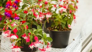 Fuksje możemy z powodzeniem przezimować. Wystarczy zapewnić roślinom odpowiednie warunki.