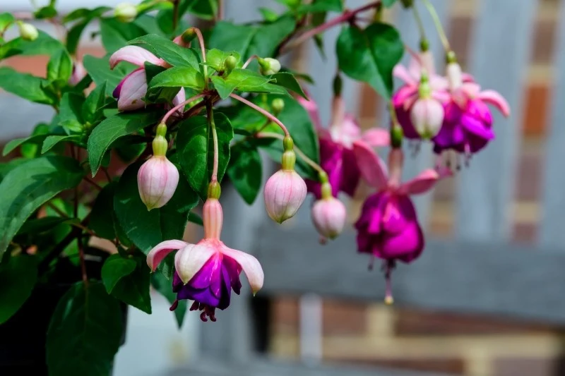 Na zimę fuksję należy przenieść do chłodnego pomieszczenia oraz zmniejszyć jej podlewanie