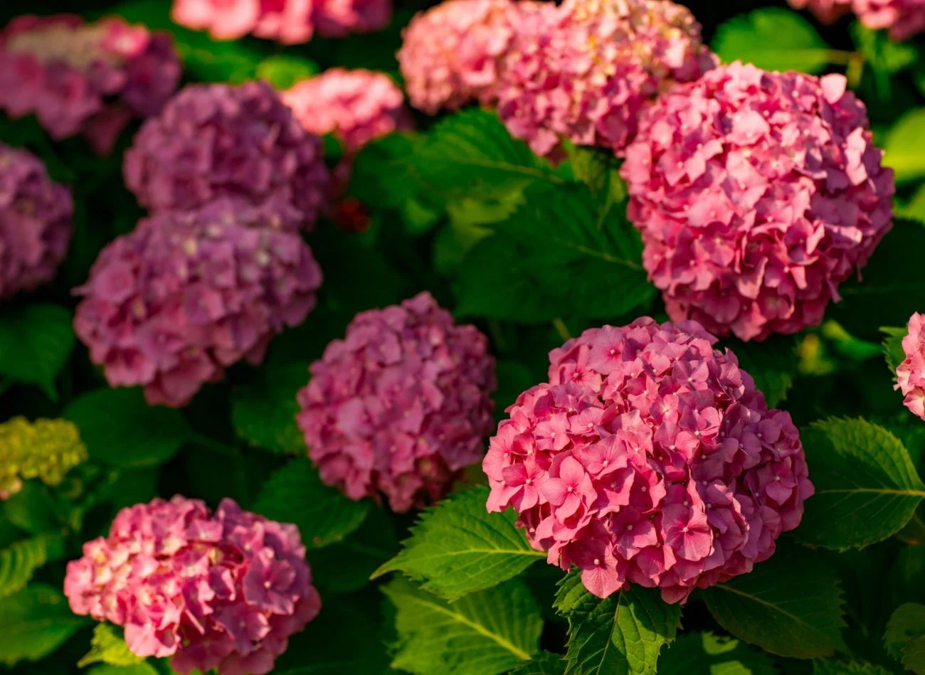 Właściwie rozmnożenie hortensji jesienią wpływa również na stan krzewu, z którego pobieramy sadzonki