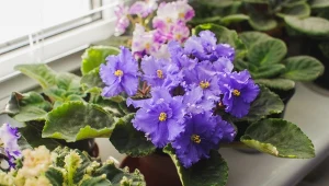 Przygotuj domowy nawóz na kwitnienie fiołka, a zakwitnie tak bujnie, że zaniemówisz z wrażenia.