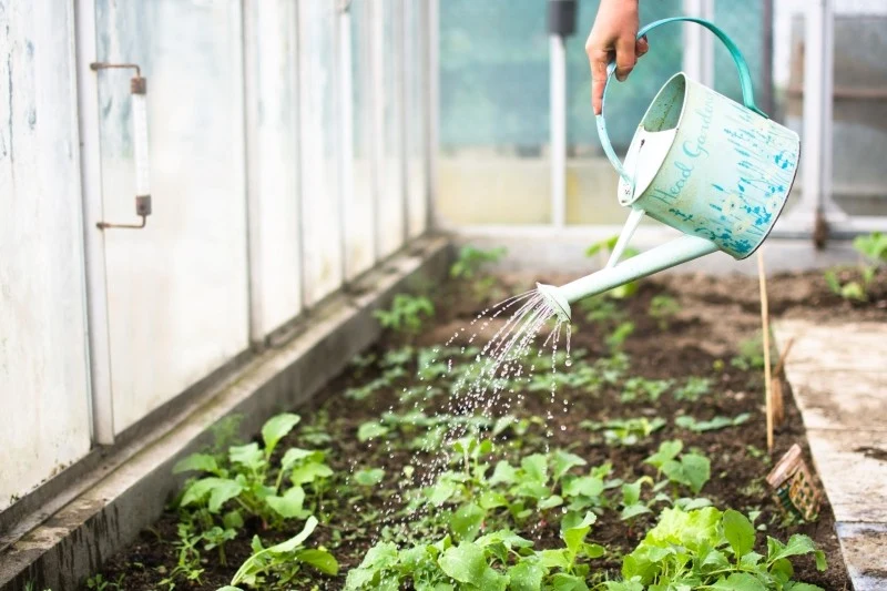 Uprawa w szklarni może być przeprowadzona niemal przez cały rok