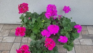 Pelargonie z powodzeniem można przezimować? W jaki sposób to zrobić, gdzie przechowywac rośliny?/Deccoria.pl