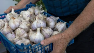 Jak przechowywać czosnek przed sadzeniem? Dzięki tym wskazówkom ząbki pozostaną twarde.