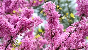 Wyjaśniamy, na co zwrócić uwagę podczas pielęgnacji judaszowca południowego.