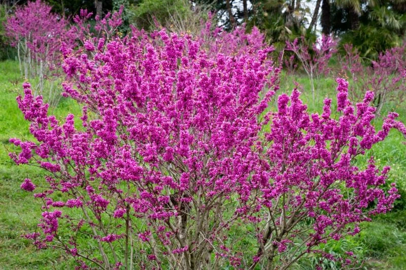 Judaszowiec południowy może być sadzony w naszych ogrodach, ale najlepiej na słonecznych stanowiskach