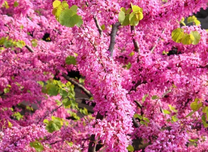 Judaszowiec południowy najlepiej kwitnie w żyznej i wapiennej glebie