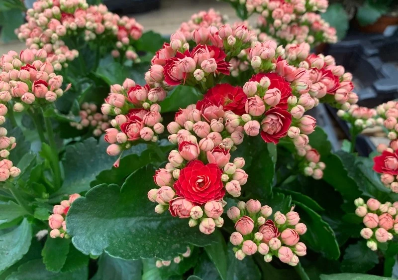 Kwiaty kalanchoe Blossfelda mogą mieć różne kolory, m