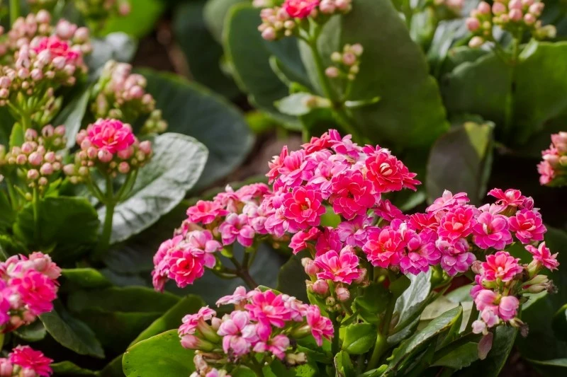 Kalanchoe Blossfelda nie znosi przelania