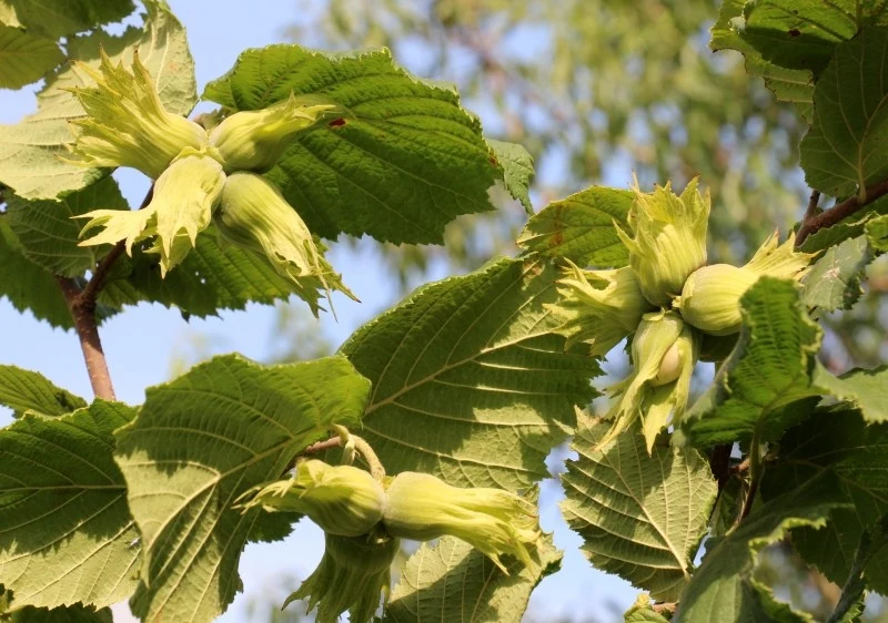 Leszczyna należy do roślin, które łatwo się rozmnaża