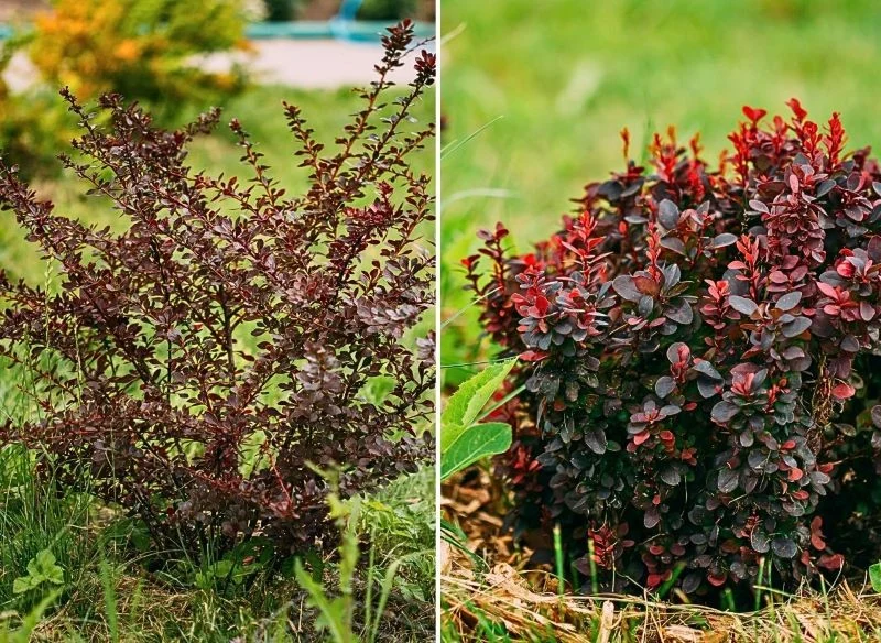 Odpowiednie cięcie pielęgnacyjne i formujące pozwalają poprawić kształt rośliny oraz nadają jej zdrowy wygląd
