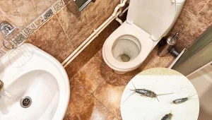 Jesienią pojawiają się pierwsze rybiki w domu - gdzie mają gniazda? I jak się ich pozbyć bez użycia chemii?