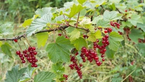 O pielęgnacji porzeczek należy pamiętać nie tylko w czasie wzrostu i owocowania, ale również jesienią.