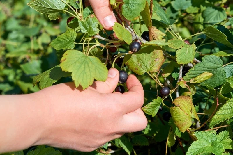 Jesienne nawożenie porzeczek wpływa na zwiększenie plonów w następnym sezonie