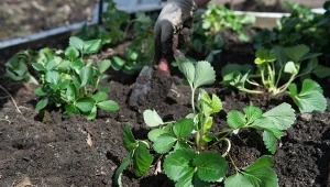Jesienne sadzenie truskawek zaplanujmy najpóźniej na październik.