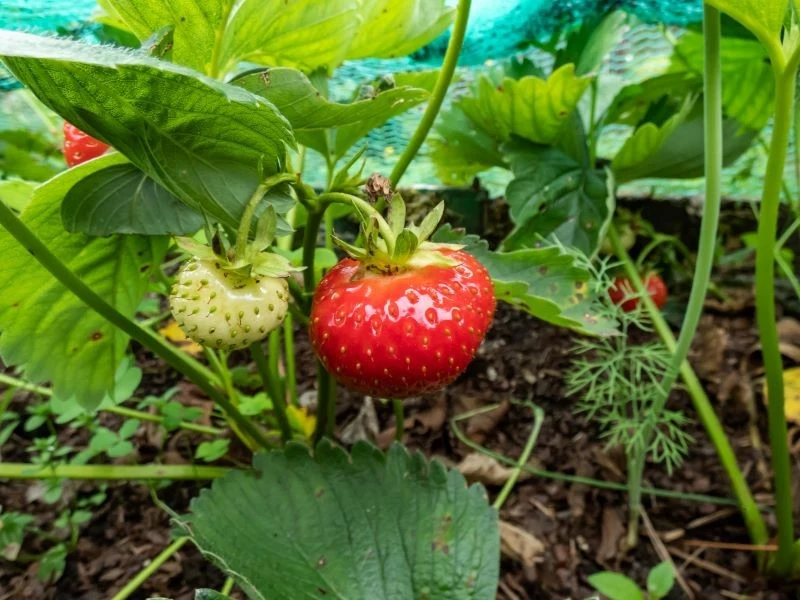 Truskawki będą lepiej owocować, jeśli glebę użyźnimy kompostem