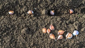 Nie tylko pora, ale również sposób sadzenia czosnku ozimego ma znaczenie.