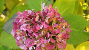 Jakie hortensje trzeba zabezpieczyć przed mrozem? Niektóre bardzo tego potrzebują.