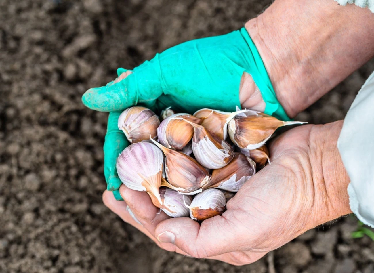 Jakie błędy robimy podczas sadzenia czosnku jesienią