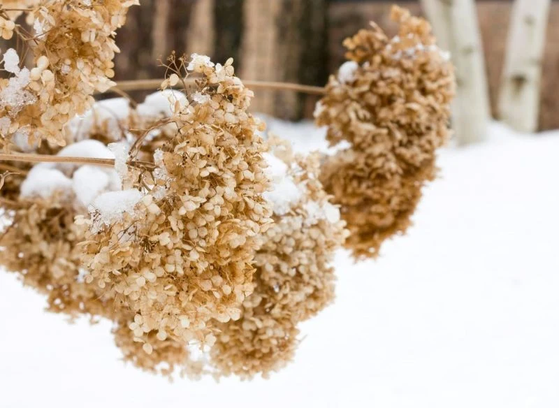 Mróz uszkadza pąki kwiatowe niektórych hortensji, dlatego nie kwitną w kolejnym roku