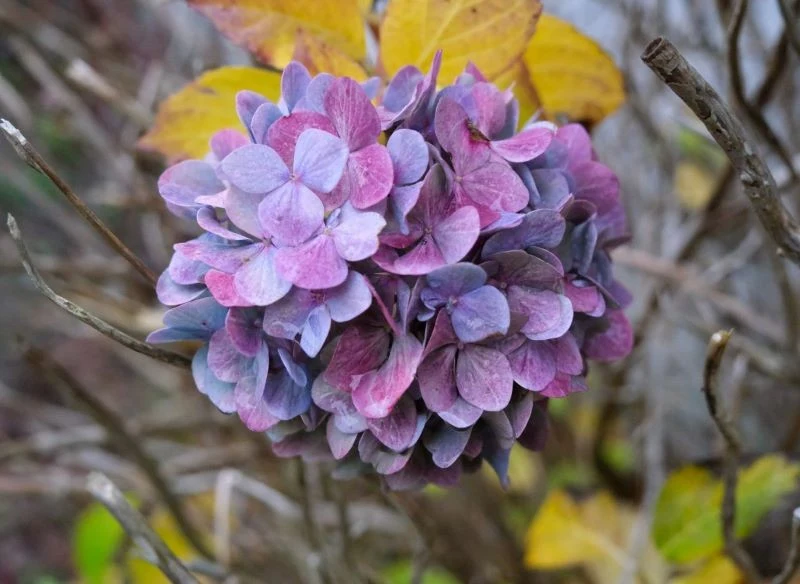 Hortensje rosnące w ogrodzie zabezpieczamy na zimę w listopadzie