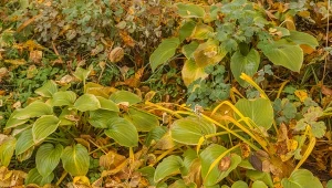 Sprawdź, jak dbać o hosty jesienią, aby przetrwały zimę w dobrej kondycji i bujnie rosły w następnym sezonie.