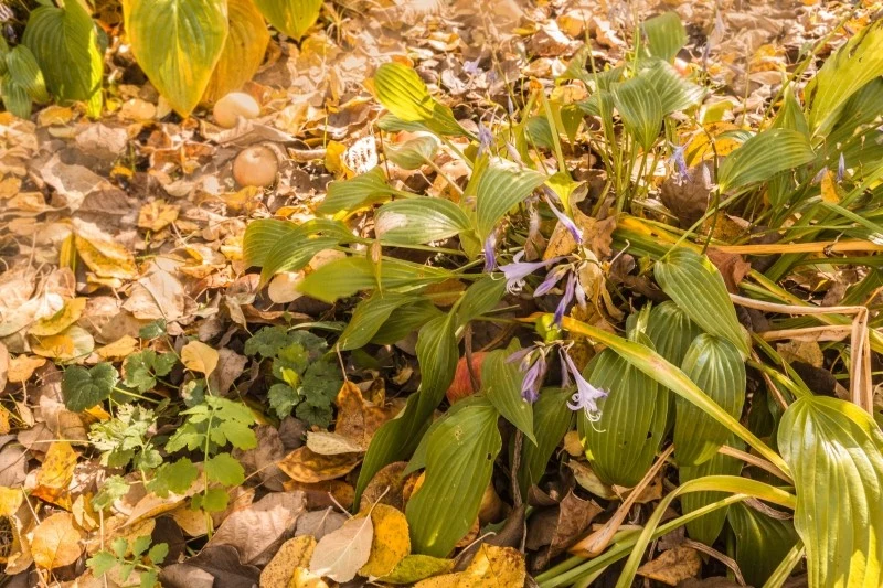 Jesienią liście hostów żółkną, po czym obumierają
