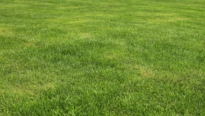 Trawa samozagęszczajaca to dobry wybór, gdy potrzebujemy szybko zakryć dziury w trawniku.